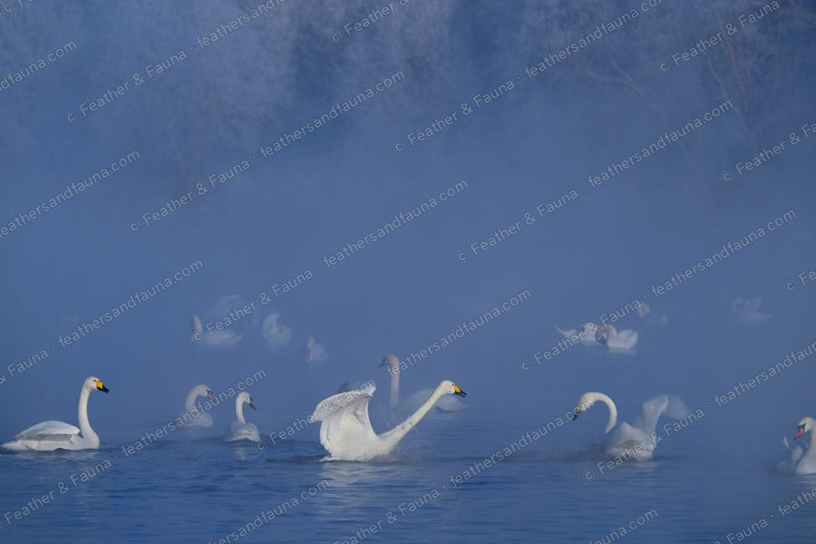 Flock of Whooper Swans on a misty blue lake, one displaying with wings spread.