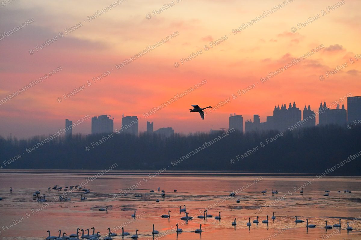 Silhouette of a Whooper Swan flying across an orange sunrise over a city and a lake of swans.