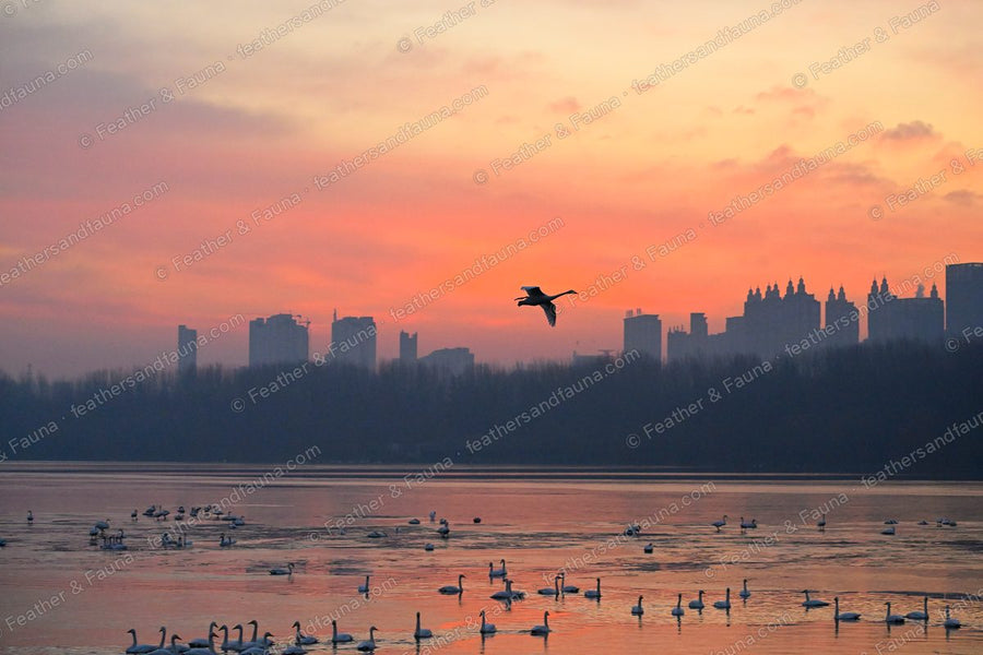 Silhouette of a Whooper Swan flying across an orange sunrise over a city and a lake of swans.