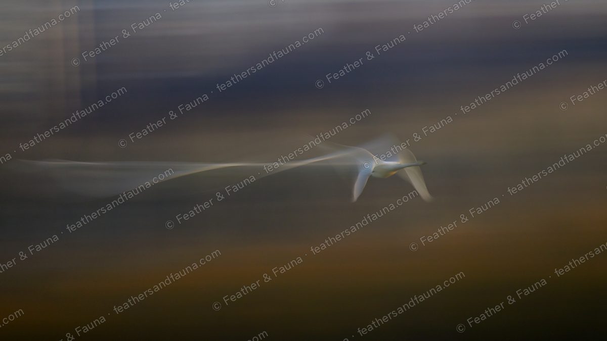 Abstract motion-blur of a Whooper Swan in flight against a moody blue-and-tan background.