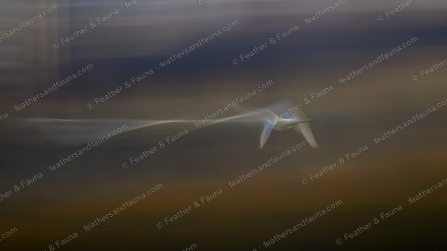 Abstract motion-blur of a Whooper Swan in flight against a moody blue-and-tan background.