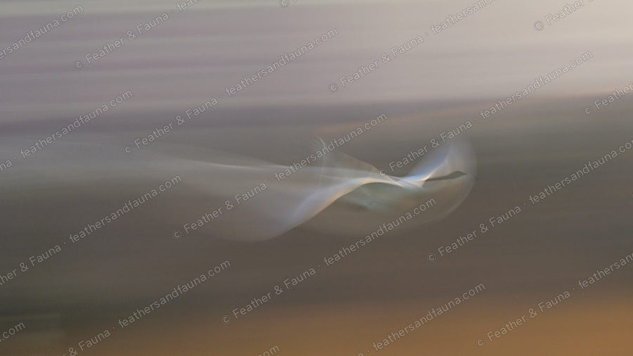 Abstract motion-blur of a Whooper Swan in flight against tan and grey.