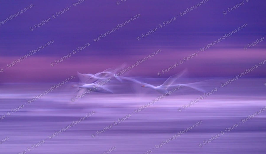 Abstract motion-blur of two Whooper Swans in flight against a purple-pink dawn.