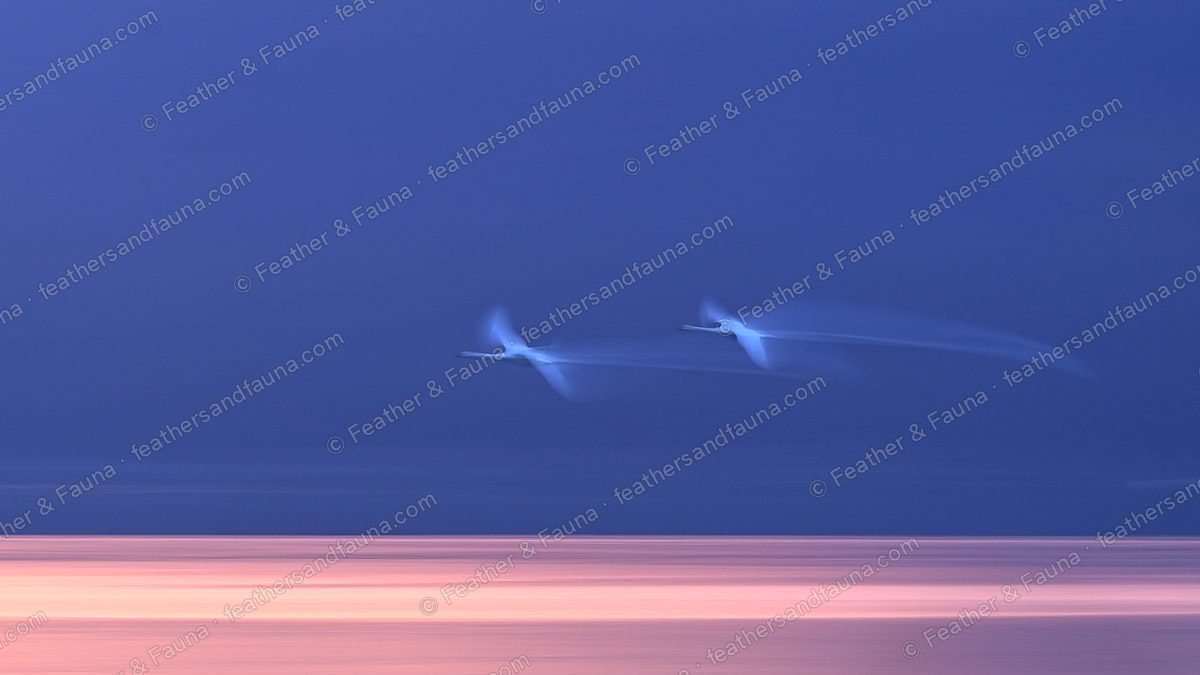 Abstract motion-blur of two Whooper Swans in flight against a blue-and-pink dusk.