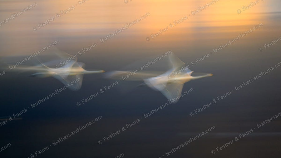 Abstract motion-blur of two Whooper Swans in flight against a golden sunset.