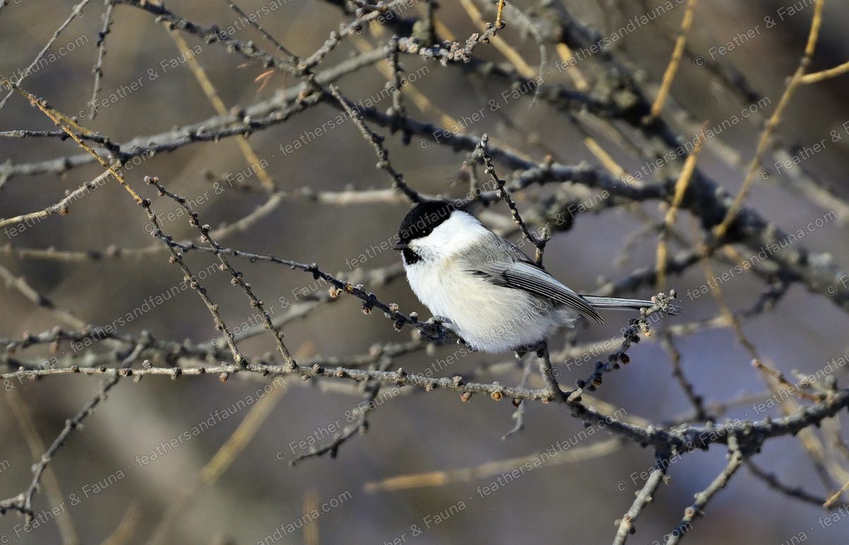 Willow Tit with a black cap and white cheeks among bare larch twigs.
