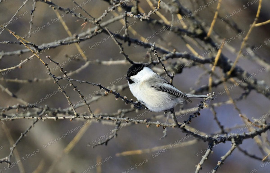 Willow Tit with a black cap and white cheeks among bare larch twigs.