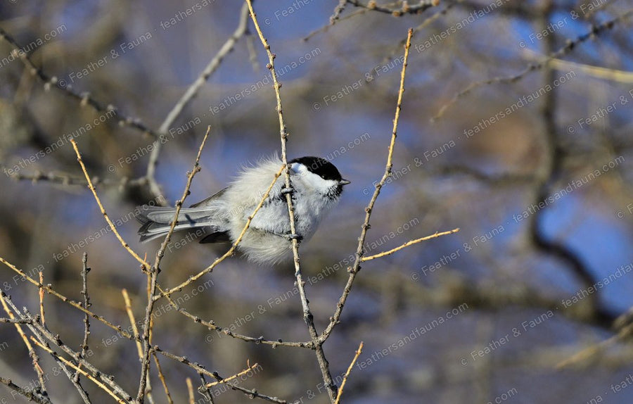 Willow Tit with a black cap among bare larch twigs against a blue background.