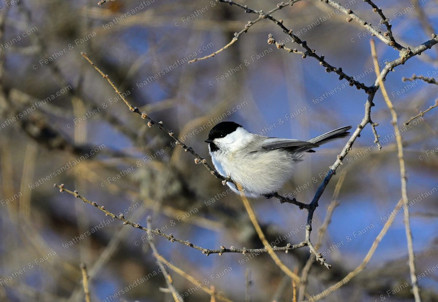 Puffed-up Willow Tit on bare larch twigs against a blue sky.