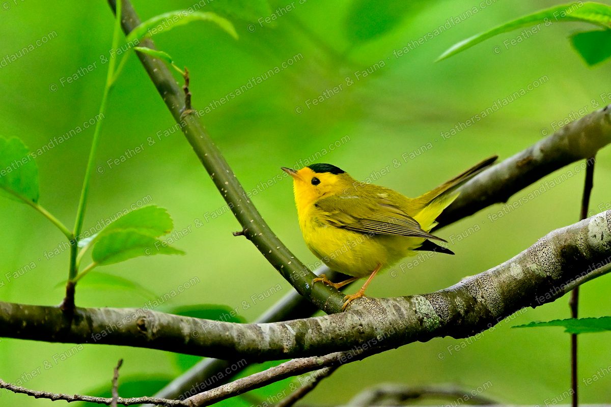 Male Wilson's Warbler, bright yellow with a small black cap, on a bare branch.