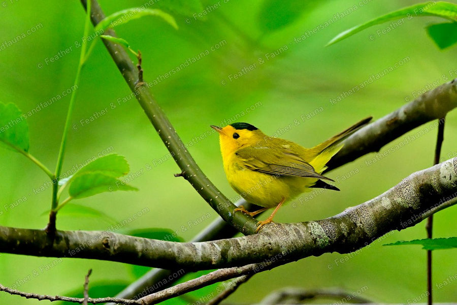 Male Wilson's Warbler, bright yellow with a small black cap, on a bare branch.