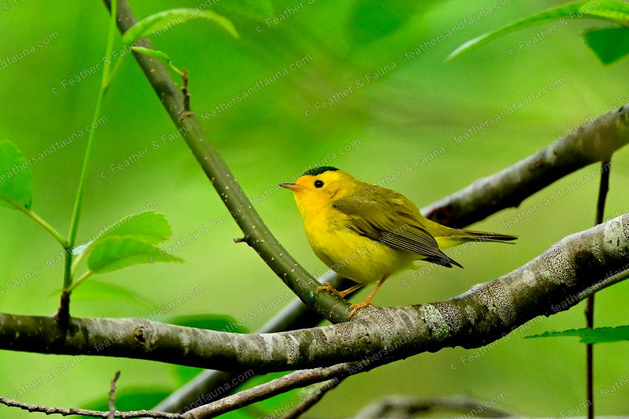 Male Wilson's Warbler on a bare branch, yellow with a black cap, against green.