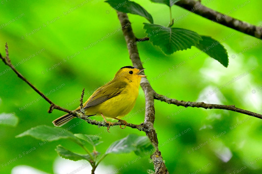 Male Wilson's Warbler singing on a lichen branch, yellow with a black cap.