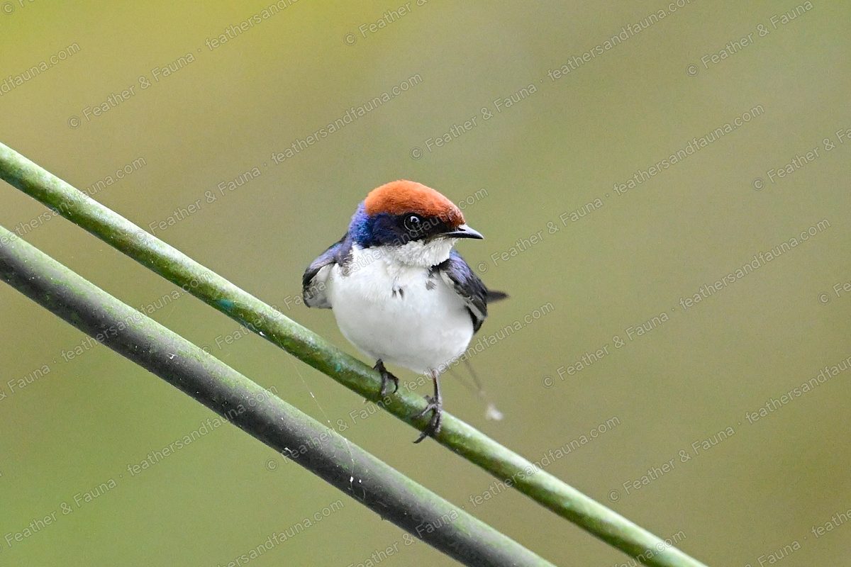 Wire-tailed Swallow with a rufous cap and white underparts on a green stem.