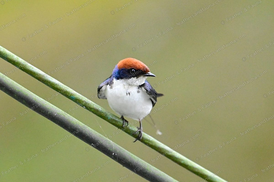 Wire-tailed Swallow with a rufous cap and white underparts on a green stem.