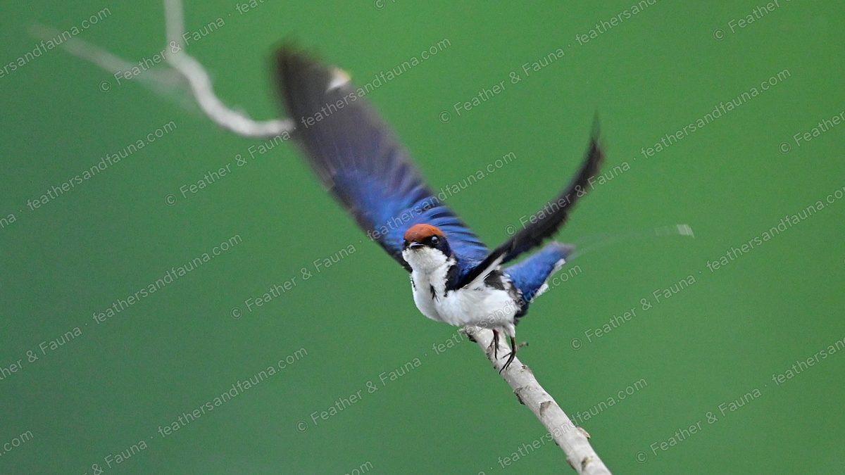 Wire-tailed Swallow launching from a bare twig with wings raised.