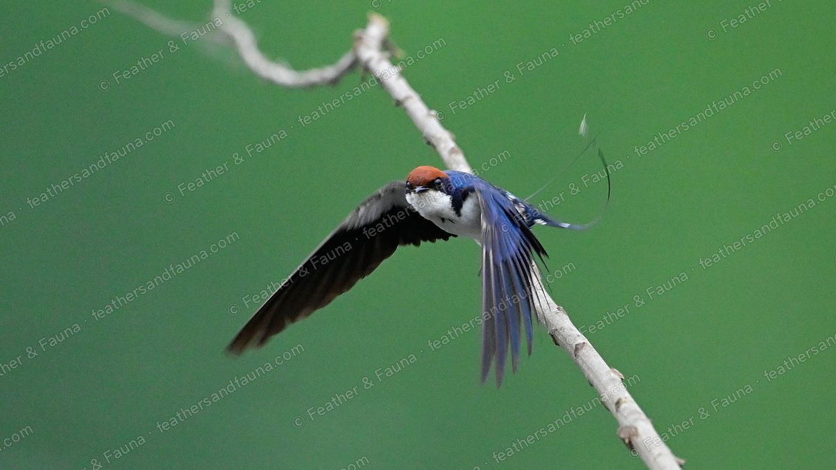 Wire-tailed Swallow in flight from a twig, wings spread and tail wires trailing.