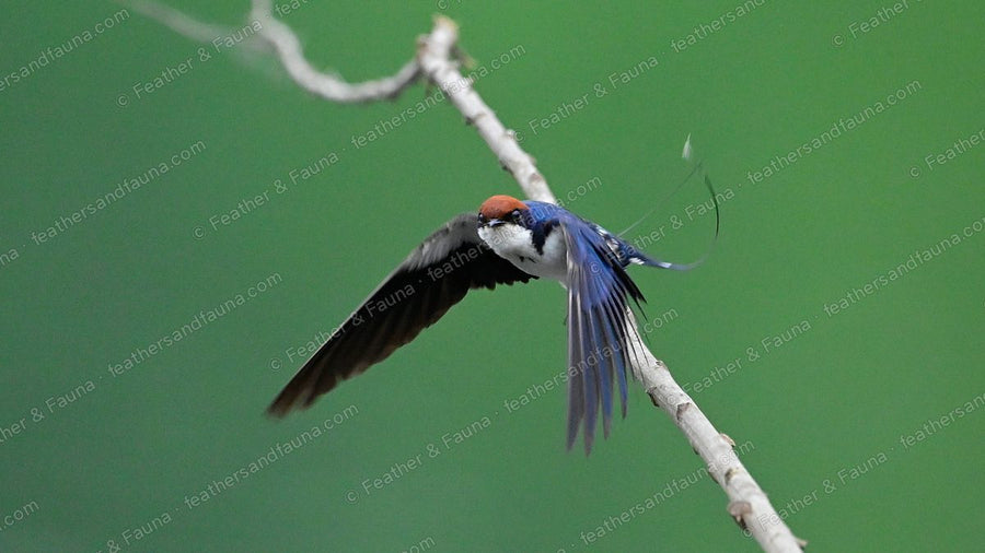 Wire-tailed Swallow in flight from a twig, wings spread and tail wires trailing.