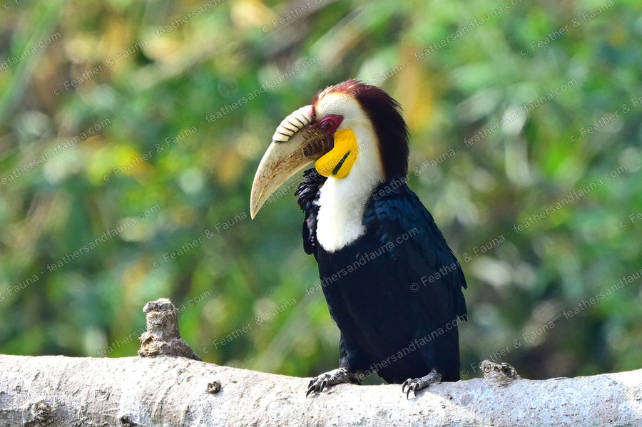 Male Wreathed Hornbill on a branch, showing a ridged bill and barred yellow throat pouch.