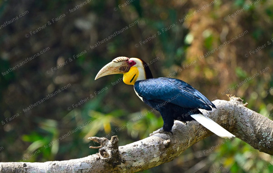 Male Wreathed Hornbill perched on a diagonal branch with a white tail and yellow face.