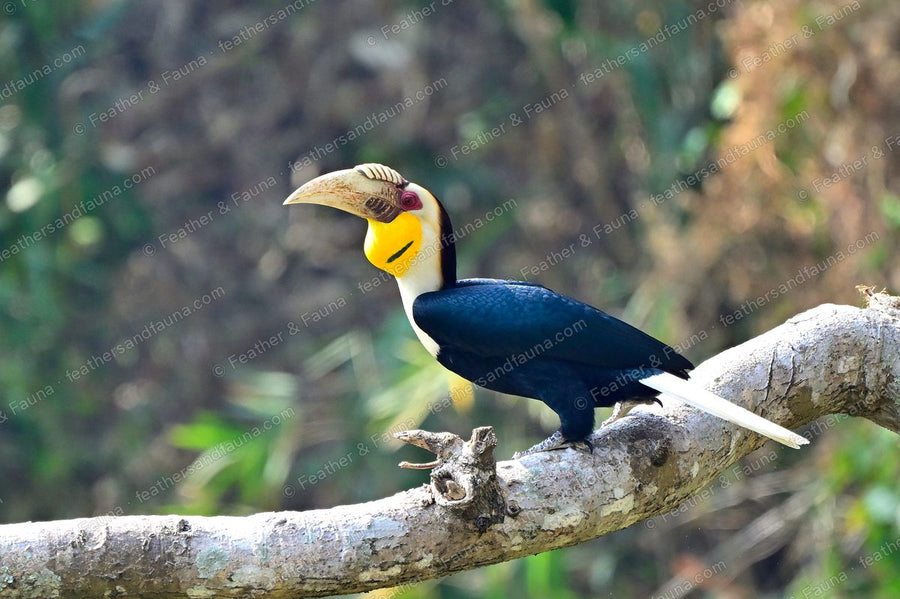 Male Wreathed Hornbill in profile on a branch, pale ridged casque and yellow face.