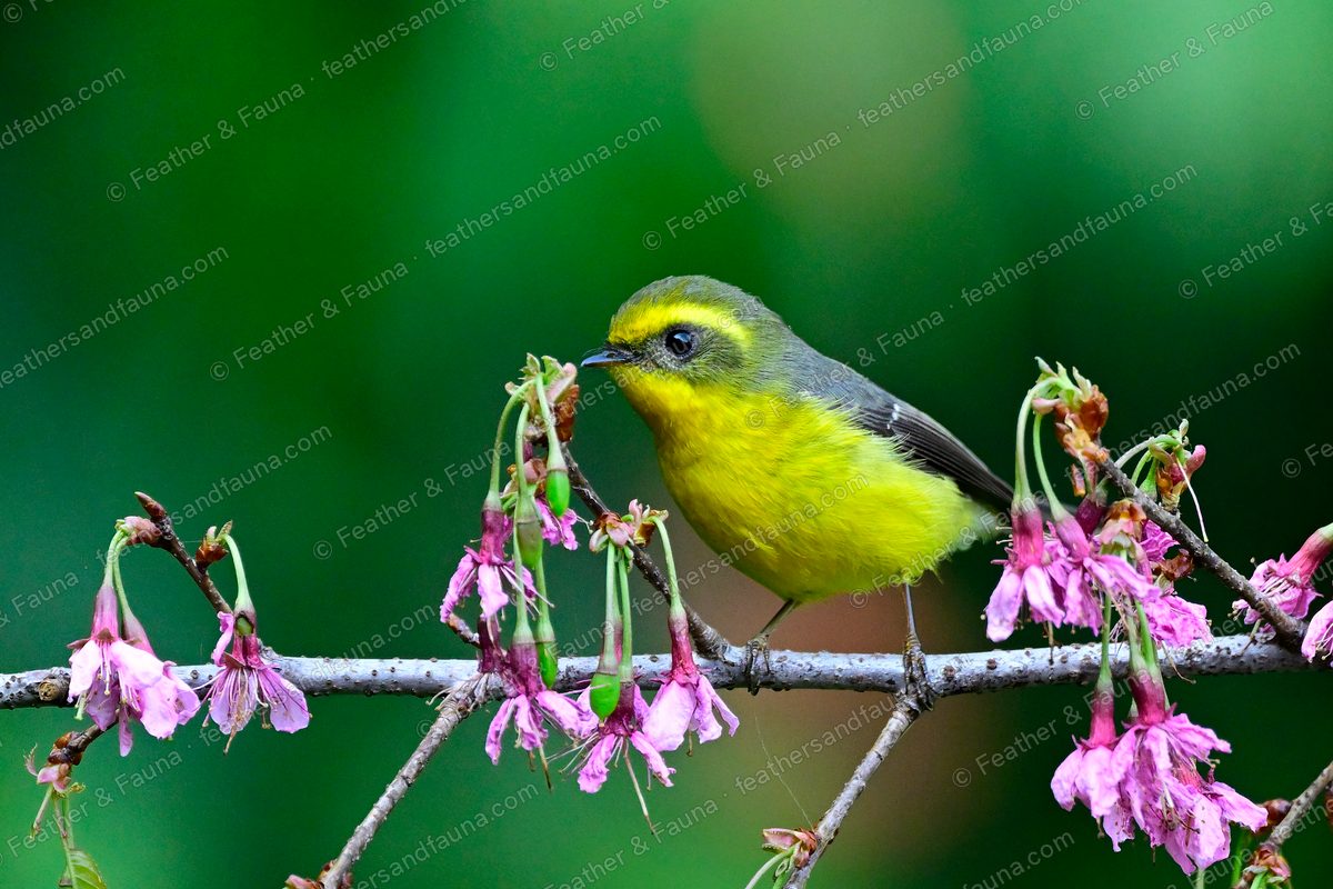Yellow-bellied Fantail among pink cherry blossom, yellow below with a black mask.