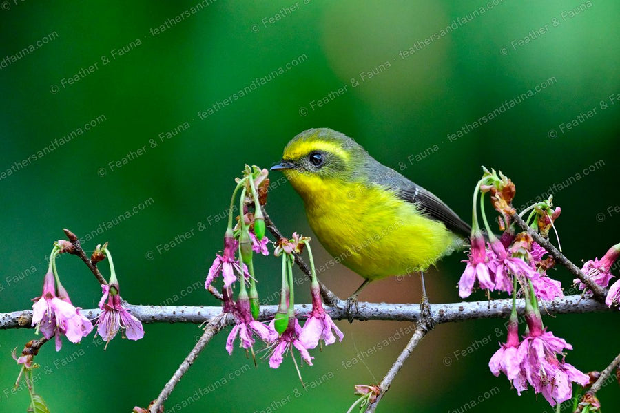 Yellow-bellied Fantail among pink cherry blossom, yellow below with a black mask.