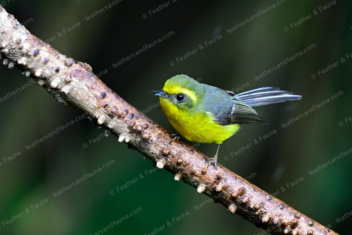 Yellow-bellied Fantail with fanned tail on a knobbly branch.