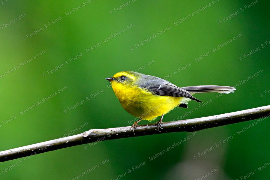 Yellow-bellied Fantail, bright yellow with a black mask, on a wet branch.