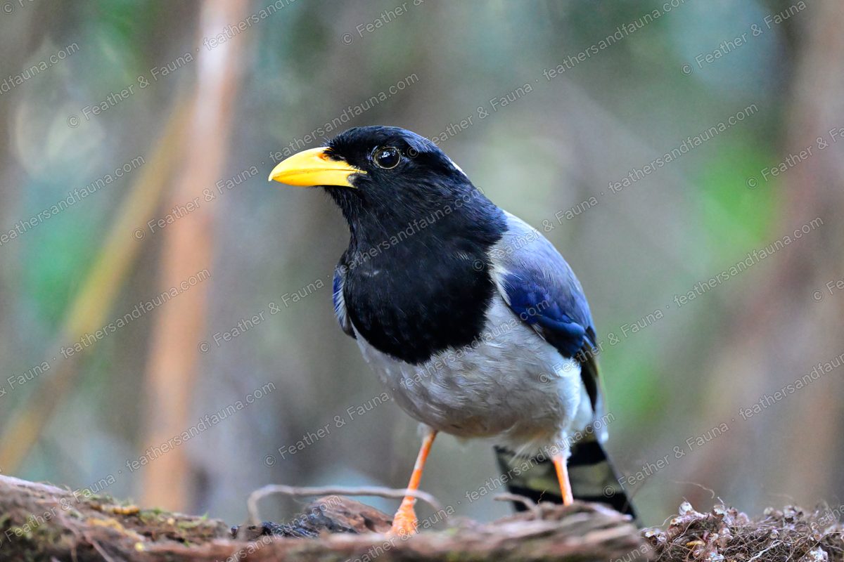 Yellow-billed Blue Magpie with a black hood and yellow bill on the forest floor.