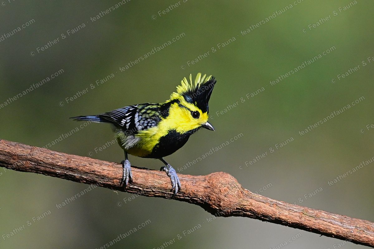 Yellow-cheeked Tit with a raised black crest and yellow cheeks on a bare branch.