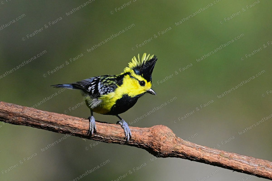 Yellow-cheeked Tit with a raised black crest and yellow cheeks on a bare branch.