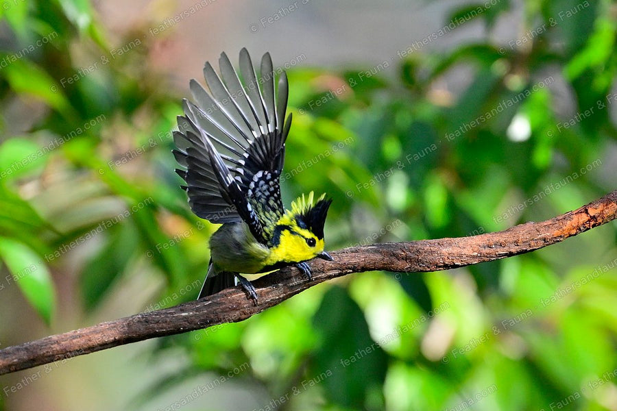 Yellow-cheeked Tit landing on a branch with wings raised high.