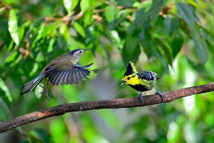 Yellow-cheeked Tit with raised crest facing off against an incoming bird on a branch.
