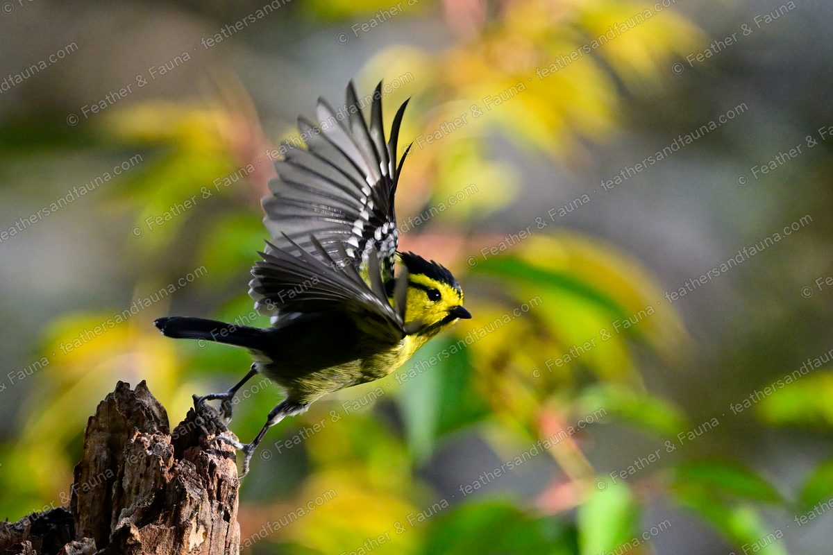Yellow-cheeked Tit launching from a stump with wings raised, black crest and yellow cheeks.