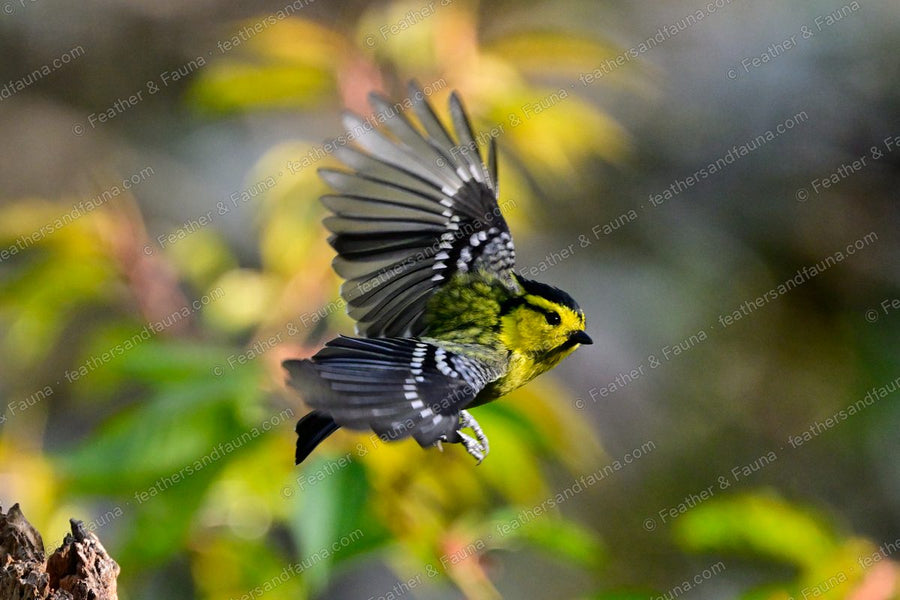 Yellow-cheeked Tit in flight with wings and tail spread, white wing spots showing.