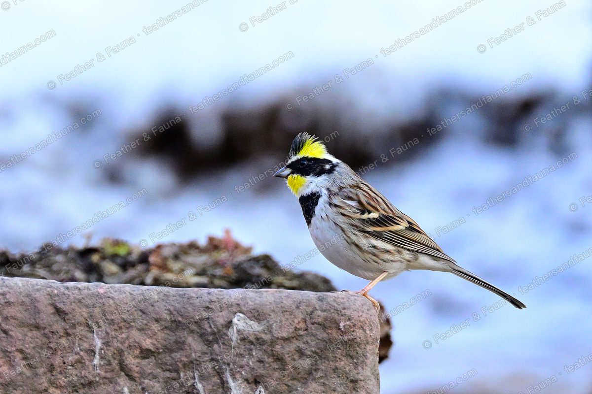 Male Yellow-throated Bunting with a black crest and yellow throat on a rock in snow.