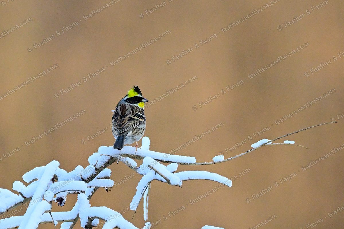 Male Yellow-throated Bunting on a snowy twig looking back, black crest and yellow nape.