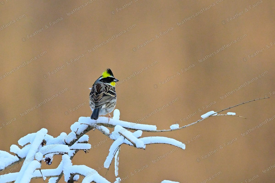 Male Yellow-throated Bunting on a snowy twig looking back, black crest and yellow nape.