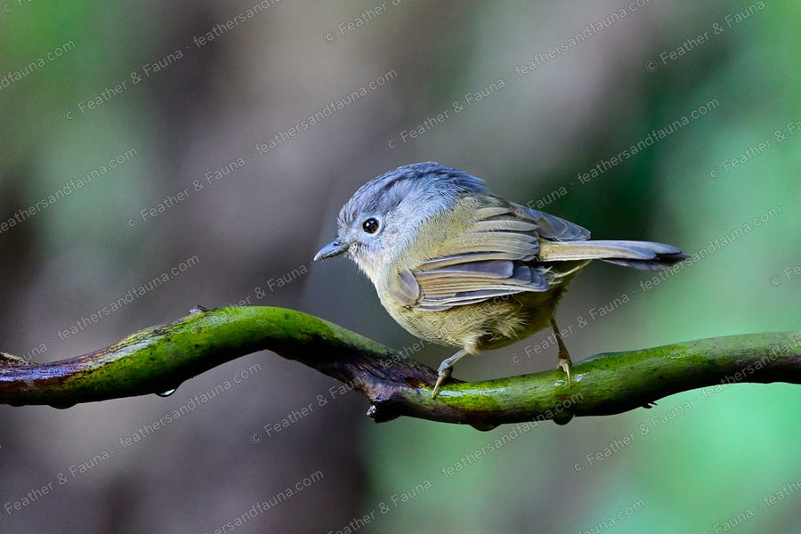 Yunnan Fulvetta, a small brown babbler with a grey head, gripping a green stem.