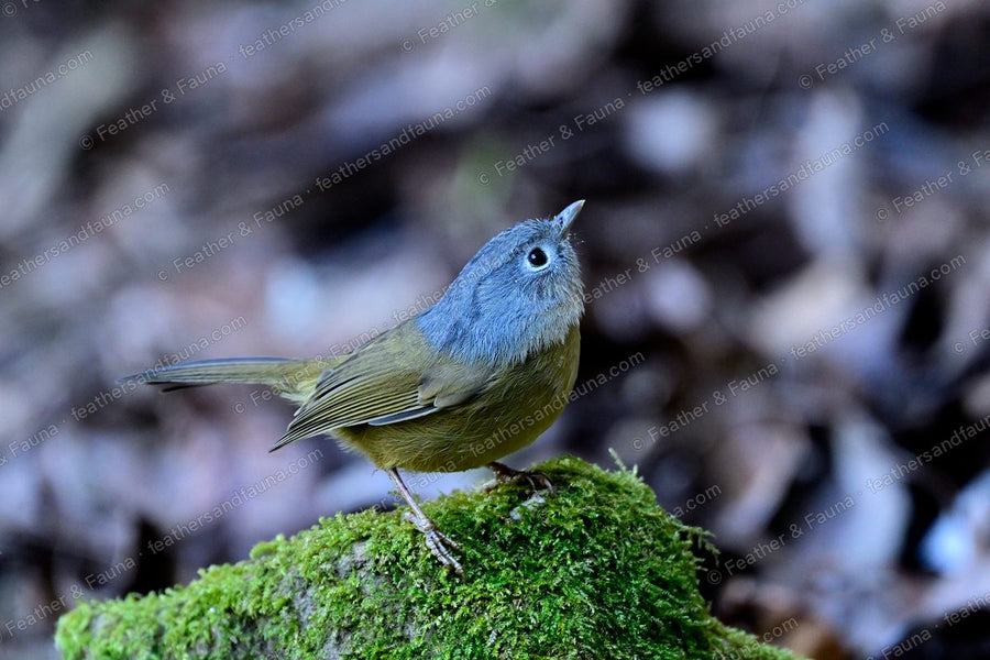 Yunnan Fulvetta, grey-headed and olive, on a moss-covered rock in forest shade.