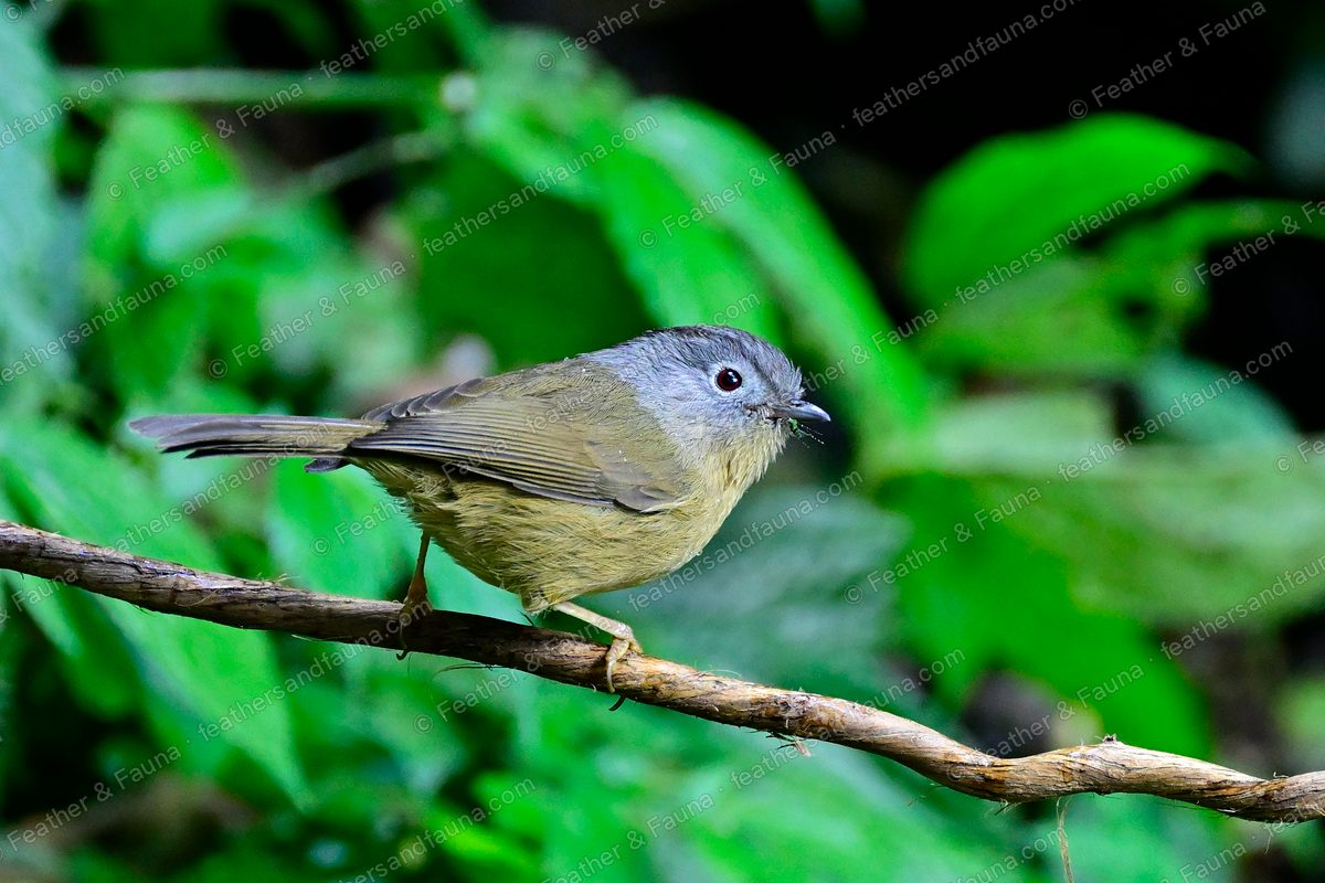 Yunnan Fulvetta, grey-headed and olive, on a diagonal branch among green leaves.