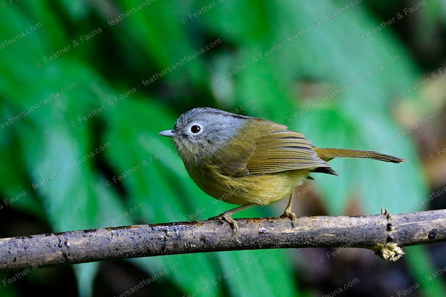Yunnan Fulvetta with a grey hood and pale eye-ring on a bare branch.