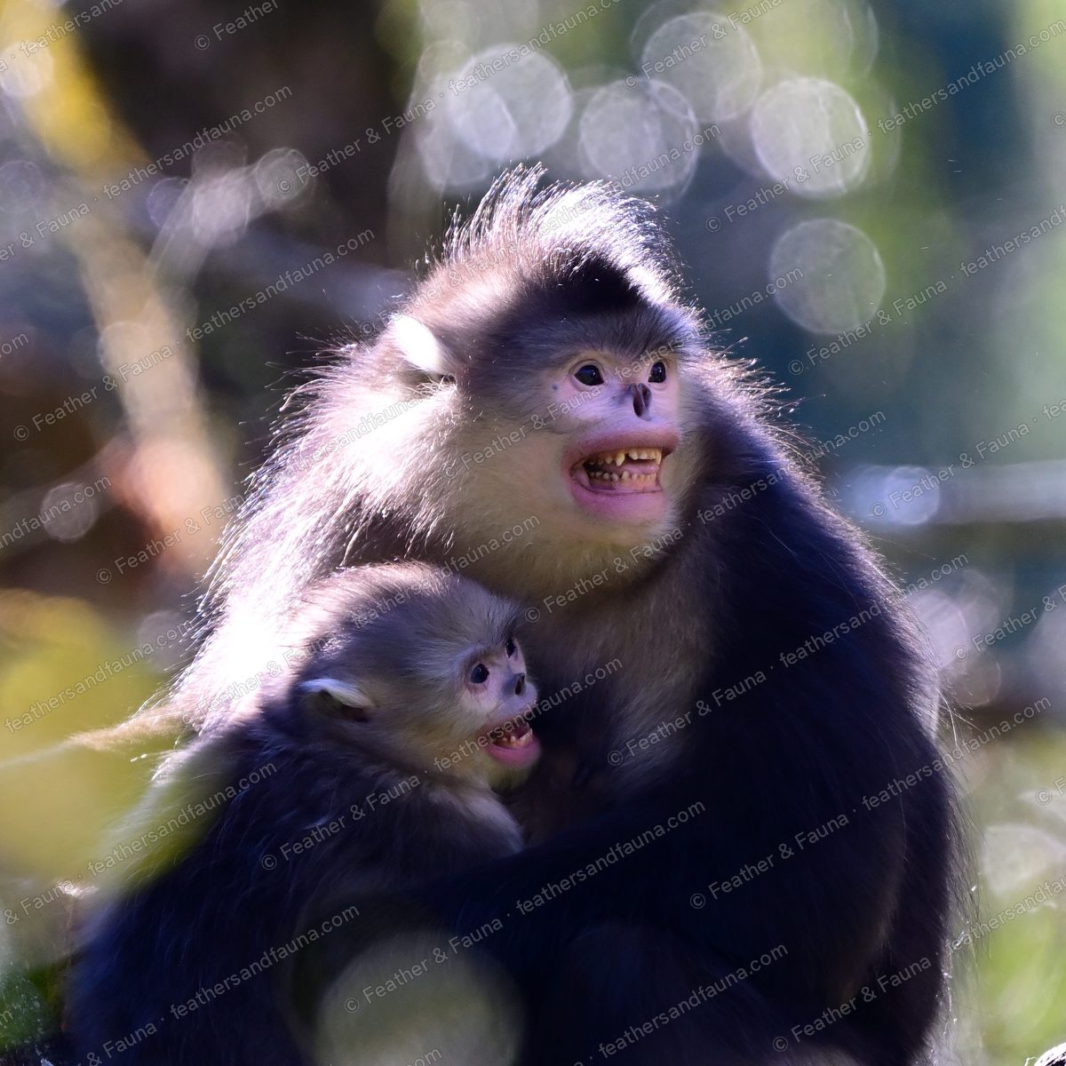 Yunnan snub-nosed monkey holding an infant against golden backlight.