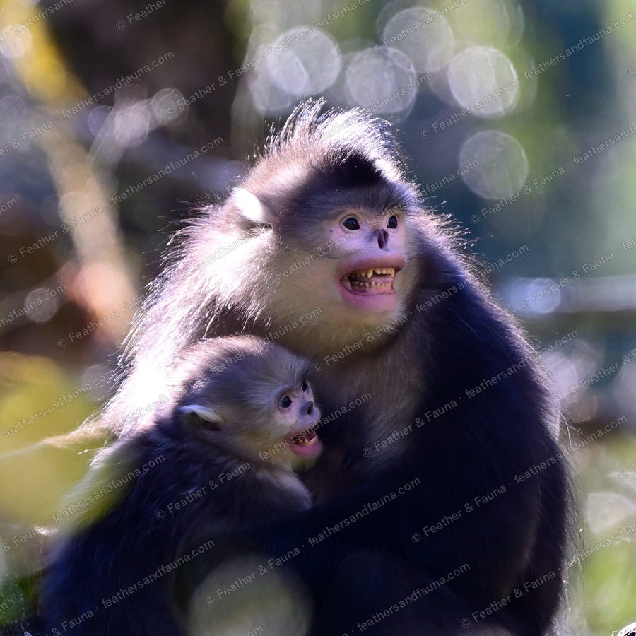 Yunnan snub-nosed monkey holding an infant against golden backlight.