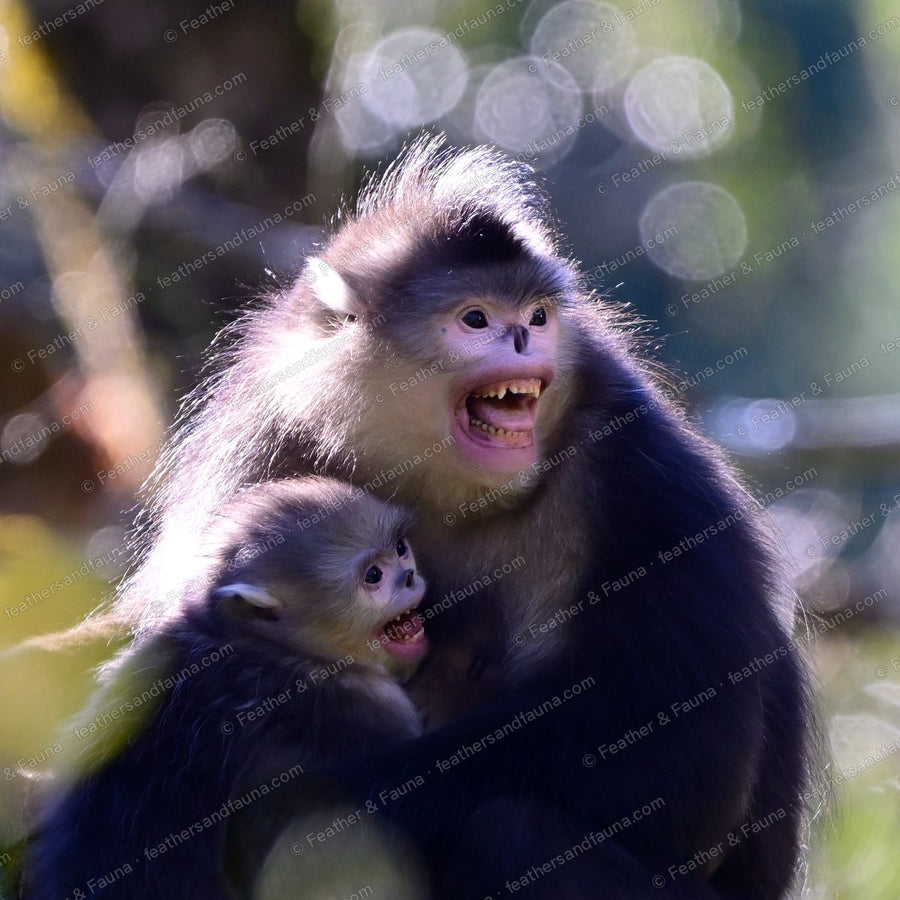 Yunnan snub-nosed monkey calling with an infant clinging below, backlit.