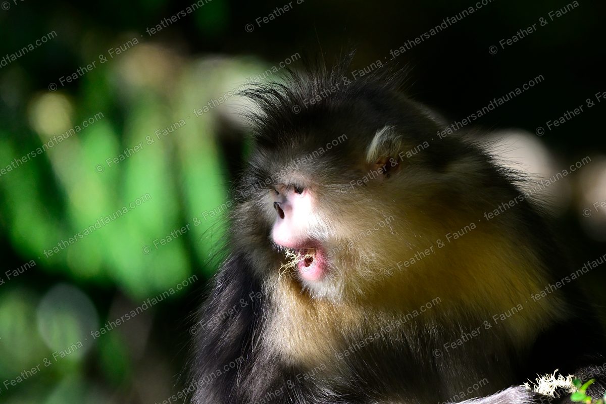 Yunnan snub-nosed monkey feeding with its face tipped down in soft light.