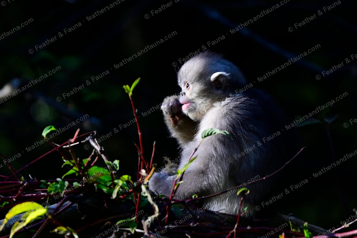 Young Yunnan snub-nosed monkey feeding, lit against a dark background.