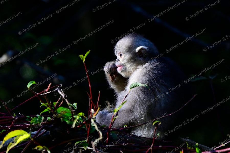 Young Yunnan snub-nosed monkey feeding, lit against a dark background.