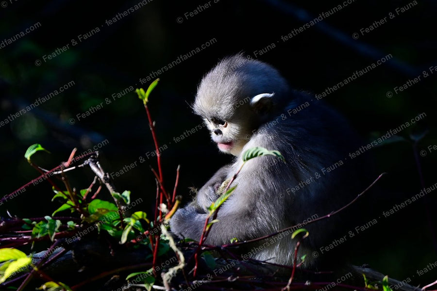 Young Yunnan snub-nosed monkey lit by a shaft of light among twigs.